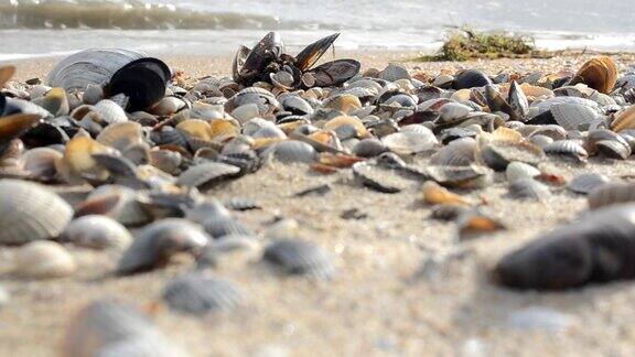 贝壳在沙地上