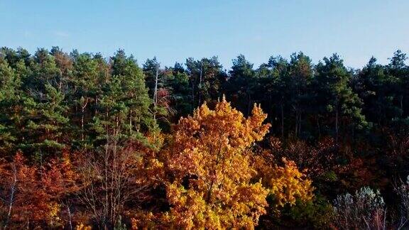 无人机飞过秋天的森林