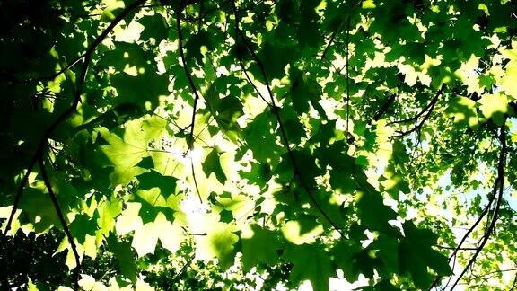 阳光在森林的树叶间穿行阳光的光芒在枫叶间闪耀慢镜头