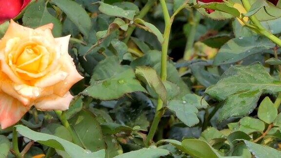 橘色玫瑰在花田里绽放