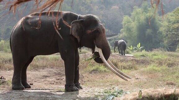 泰国大象进食