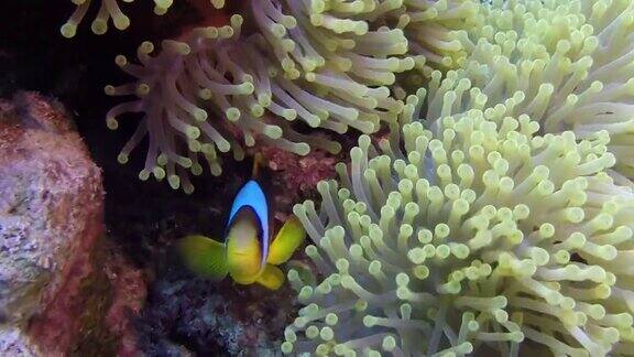 橙色小丑鱼在暗礁上的海葵中游泳