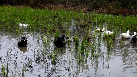 黑鸭和白鸭在湖里游泳
