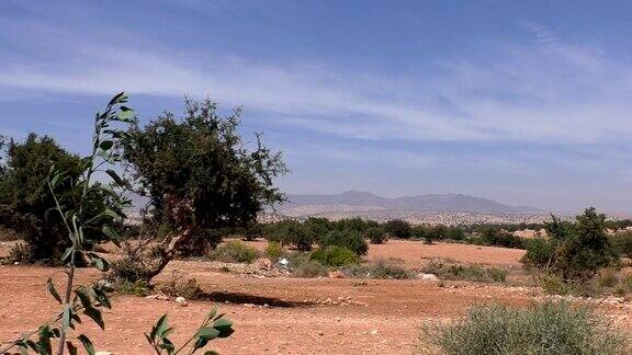 摩洛哥的风景与阿甘树