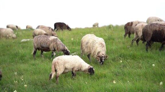 草地上吃草的羊群和野花