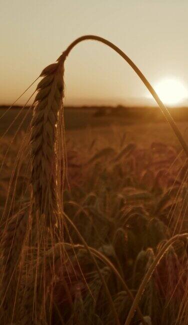 日落时暖色的黑麦田