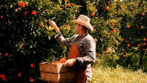 农民从柑桔园采摘成熟的橙子