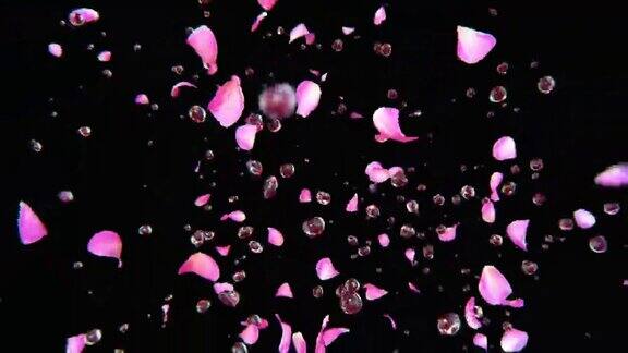 在4K慢镜头中玫瑰花瓣和水滴一起爆炸