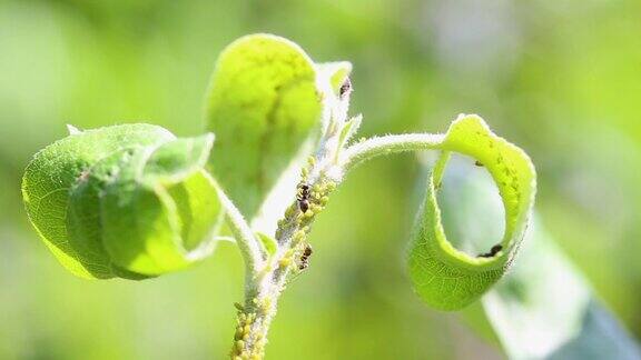 蚂蚁和蚜虫在苹果树上移动昆虫蚜虫摄食的宏视频