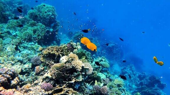 一群鱼在埃及红海的珊瑚花园里