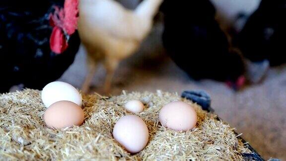 院子里放养的母鸡鸡蛋