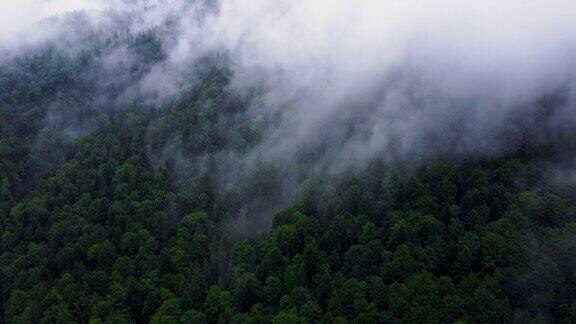 云雾笼罩着针叶树的顶部夏日多雨的神奇森林空中风景