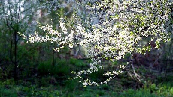 樱花李子白色的花瓣从树枝上落下