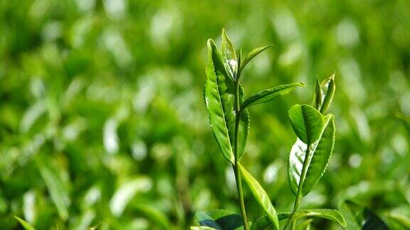 绿茶的叶子和芽