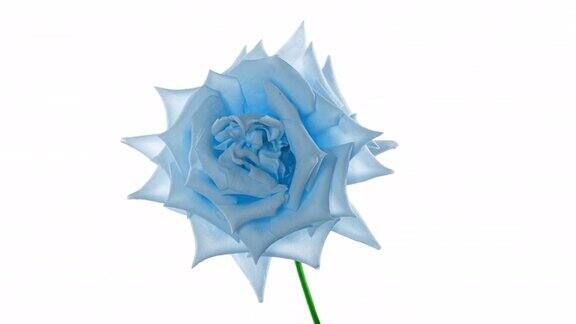 美丽的开放蓝玫瑰在白色的背景盛开的蓝玫瑰花瓣开放时间推移特写假日爱情生日设计背景芽特写镜头微距4K超高清视频延时