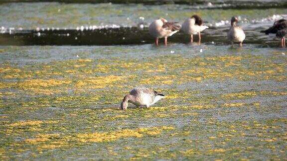 一只灰雁在水藻、水生植物和池塘浅水中的浮渣中觅食
