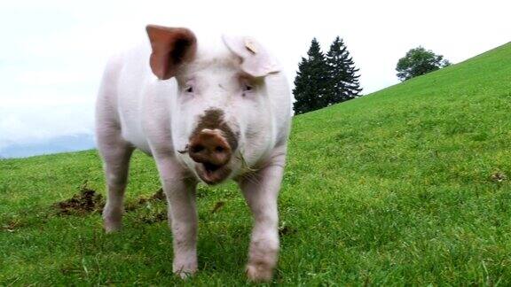 粉色猪在奥地利山区的绿色草地上散步和吃树根