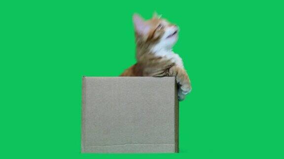 盒子里的小猫
