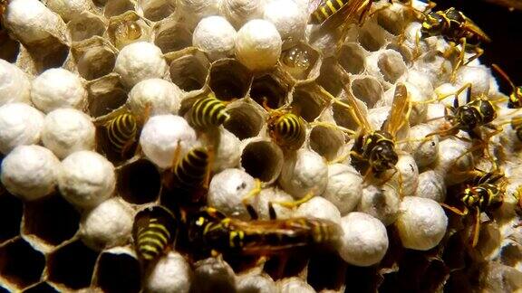 蜂房中多个条纹黄蜂特写