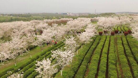 中国江西南昌凤凰沟风景名胜区的樱花