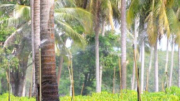 椰子种植园里的洒水器