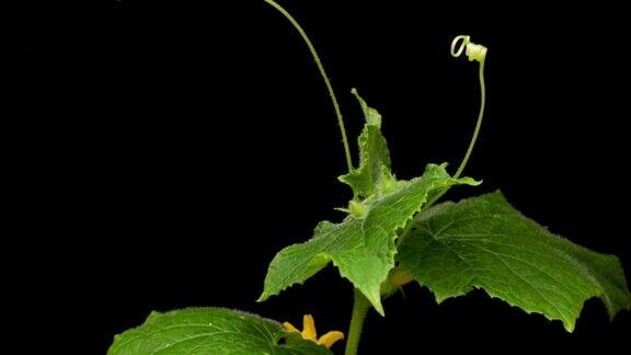 温室里的黄瓜种植生长延时摄影