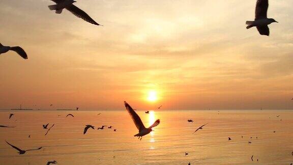 海鸥在夕阳下的海面上展翅飞翔