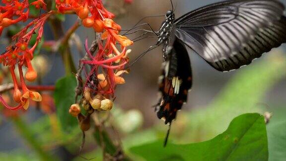 黑燕尾蝶在花上