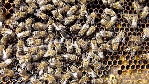有蜜蜂子宫的蜂房上的蜜蜂