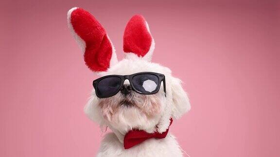 好奇的复活节兔子比雄小狗戴着太阳镜和红色领结抬头和坐在工作室粉红色的背景