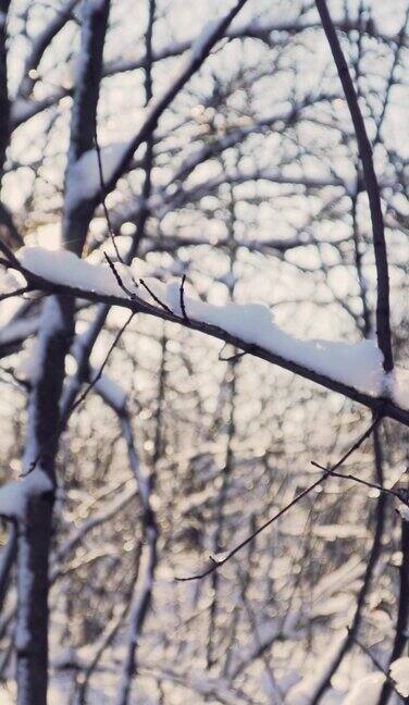 垂直视频美丽的雪林在明亮的阳光明媚的冬日树枝上的冰缓慢的运动替身拍摄