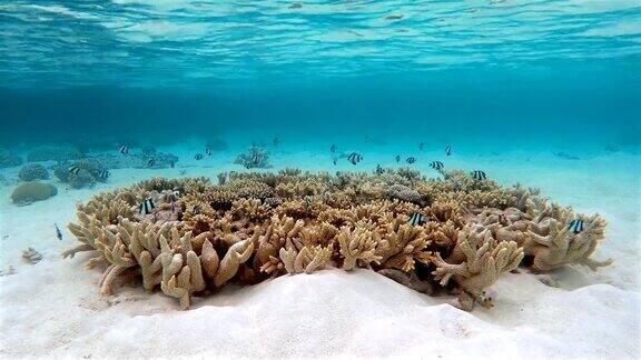 珊瑚上的白尾dascyllus-马尔代夫