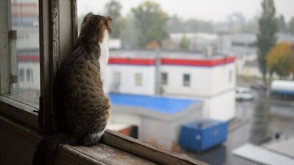 猫在窗台上下雨