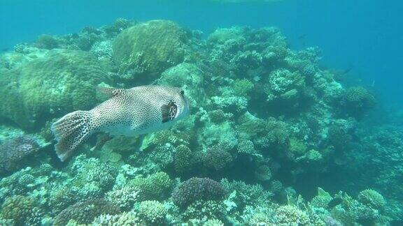 美丽的鱼在红海的珊瑚礁
