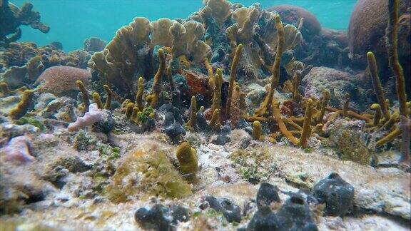 加勒比海珊瑚礁的海床上充满了幼鱼