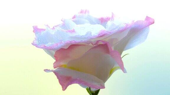 自然日本蔷薇在露水中旋转