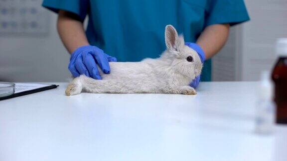护理兽医专家在手套抚摸毛茸茸的兔子宠物健康检查