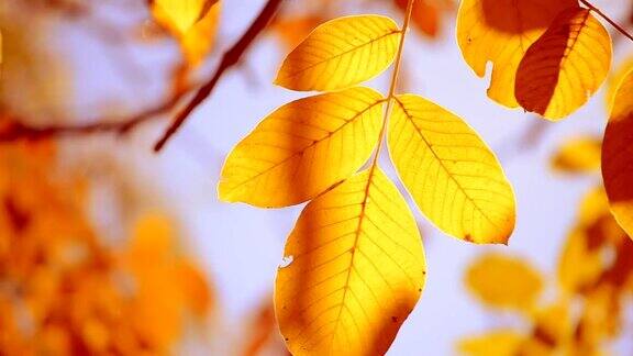 一根树枝上的黄色叶子在背景上模糊的黄色叶子特写