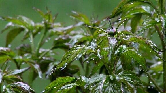 雨中绿叶嫩芽