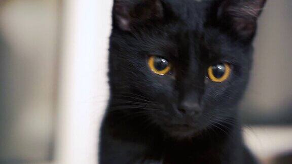 黄色眼睛的黑猫夹家里有只红眼睛黑猫