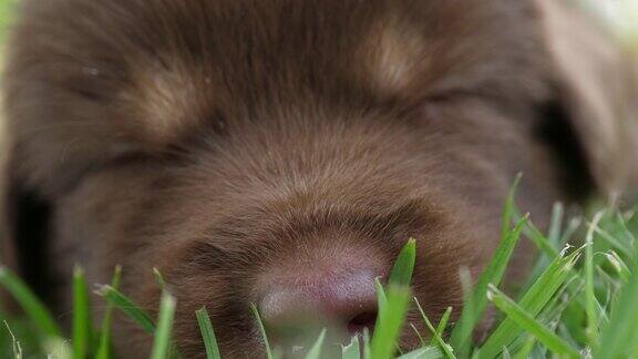 可爱的小狗睡在公园的草地上
