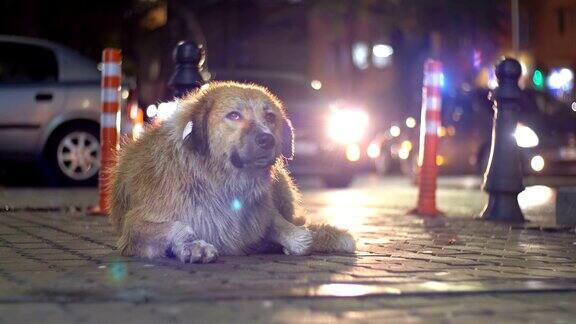 流浪狗躺在城市街道上的夜晚背景是过往的汽车和人