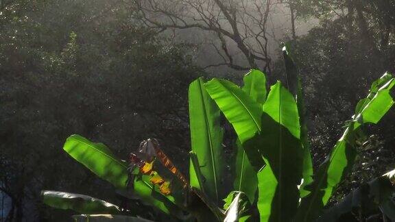 香蕉叶与水喷雾气溶胶喷雾小水滴