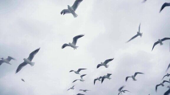 一群海鸥和鸟儿在高高的天空中飞翔慢动作