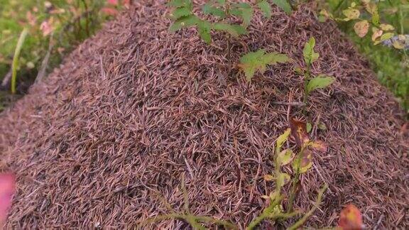 近距离观察芬兰有很多蚂蚁的蚁丘