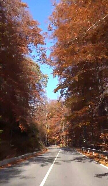 秋天的森林路