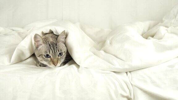 泰国猫躺在床上的毯子下看着周围的库存录像