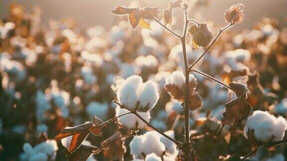 棉花在阳光下缓慢晃动