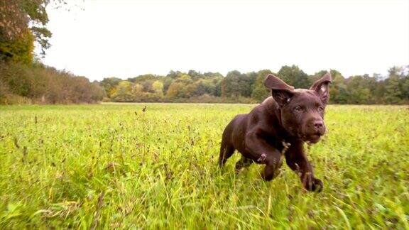 SLOMO小狗在草地上奔跑