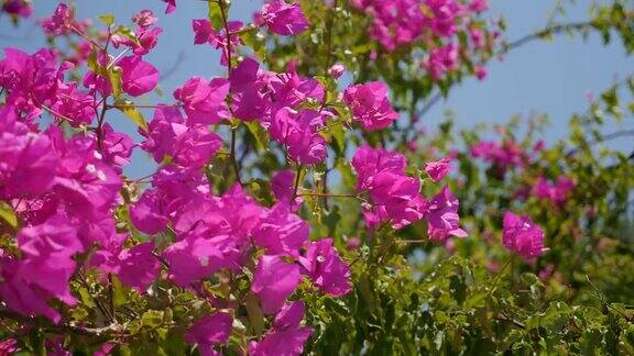 有粉红色花朵的灌木在夏天阳光照耀